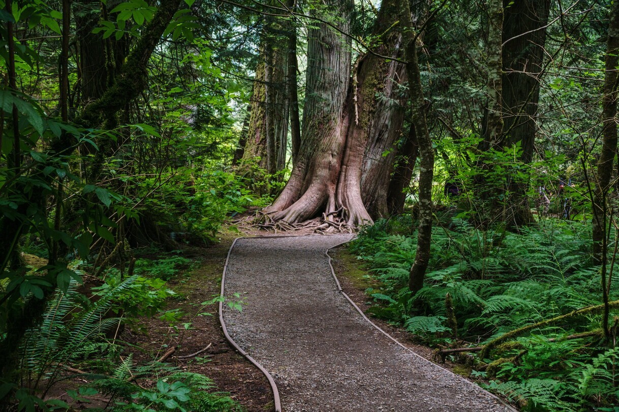 a path through a forest