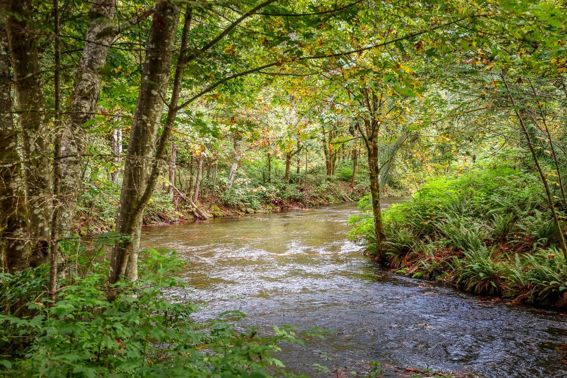 a river running through a forest