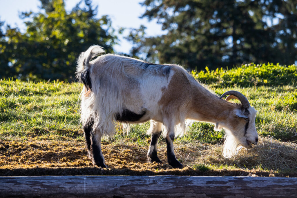 a goat eating grass on a hill