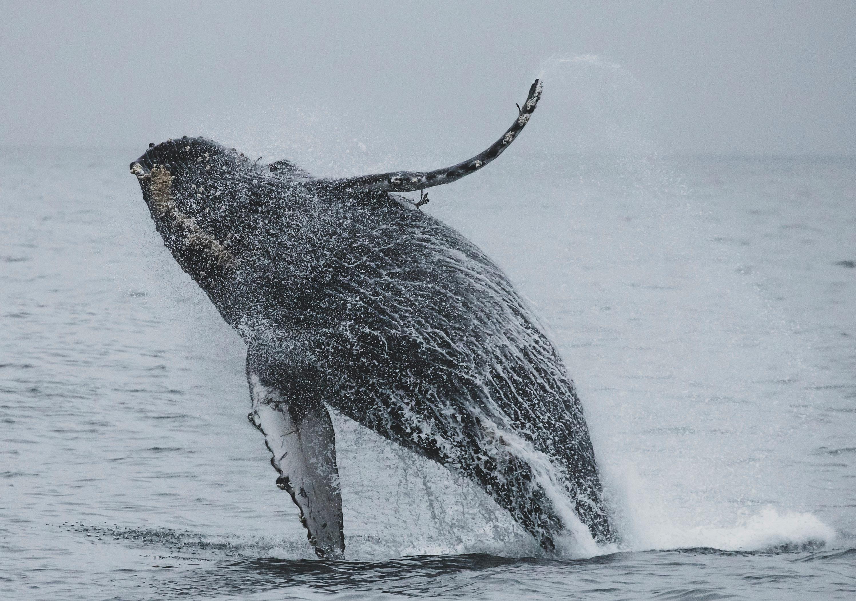 a whale jumping out of the water